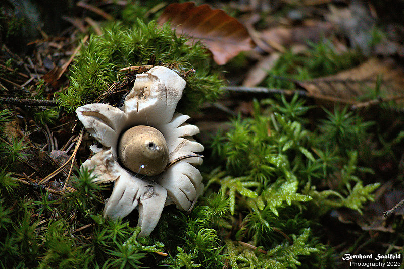 Bernhard Saalfeld - Spessart (7v9)